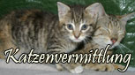 Katzenvermittlung - Dortmund